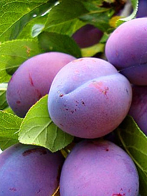 Prun - D'Agen - imagine 3