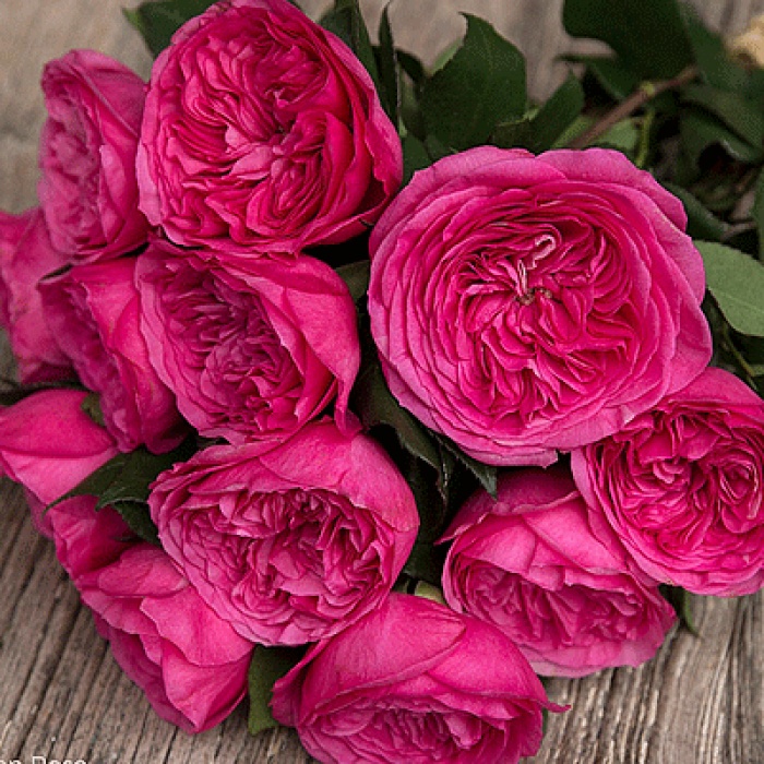 Rosa - Baroness - imagine 5