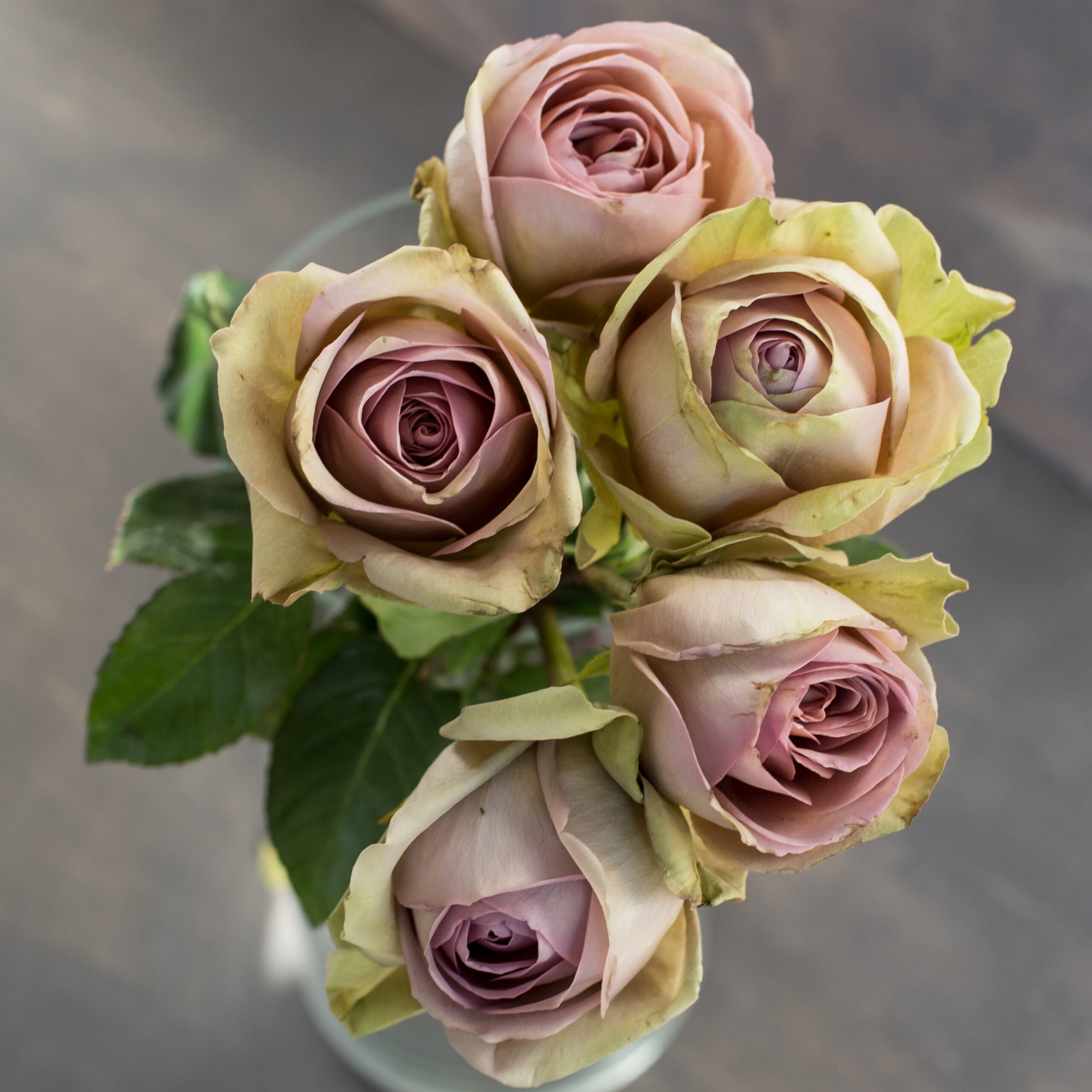 Rosa - Amnesia - imagine 5