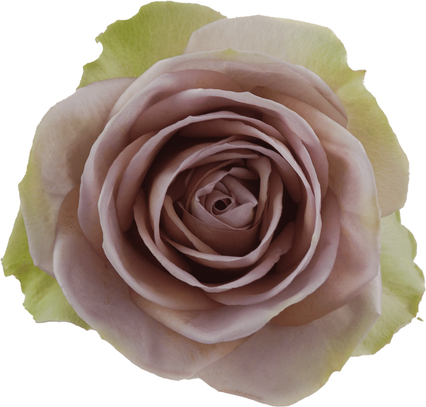 Rosa - Amnesia - imagine 4