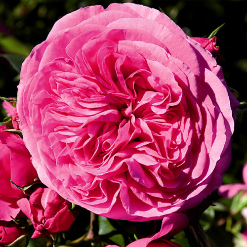 Rosa - Baroness - imagine 4