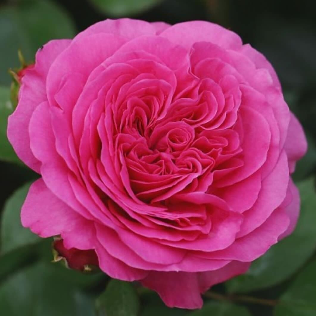 Rosa - Baroness - imagine 3