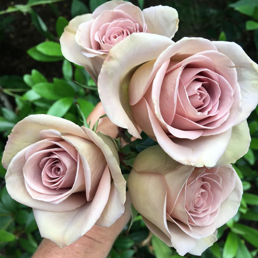 Rosa - Amnesia - imagine 3