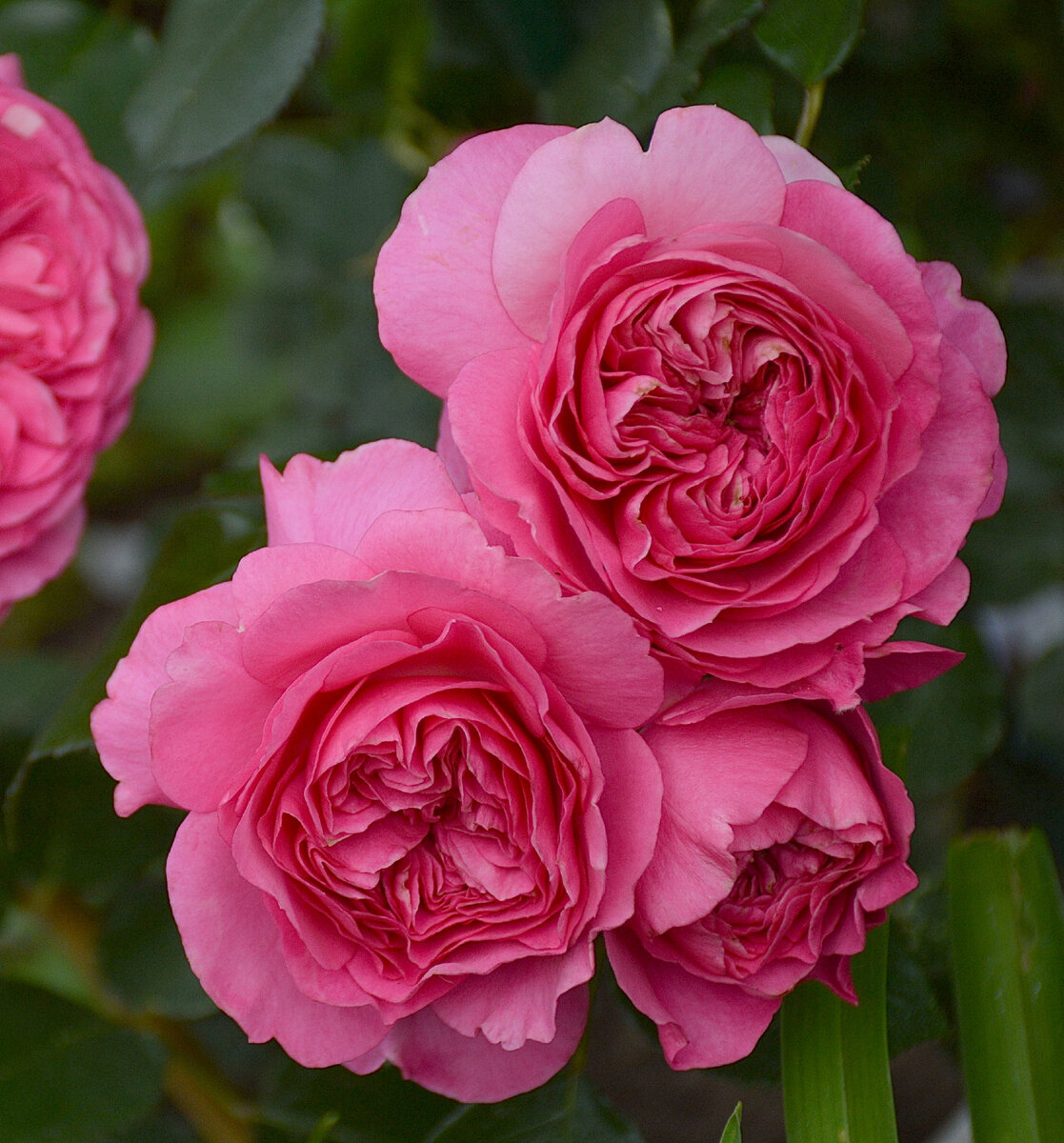 Rosa - Baroness - imagine 2