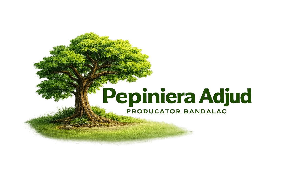Pepiniera Adjud Producator Bandalac