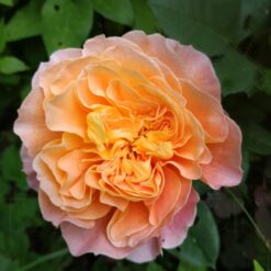 Rosa - The Impressionist