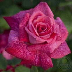Rosa - Pierre Cardin