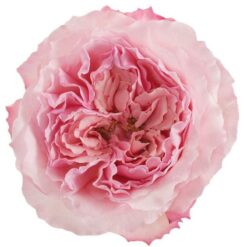 Rosa - Maira's Pink