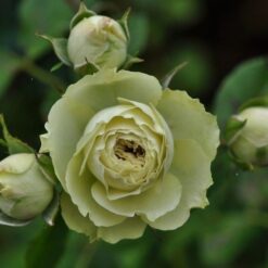 Rosa - Lovely Green