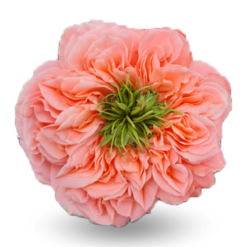 Rosa - Mandarin x-Expression