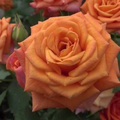Rosa - Orange Baby