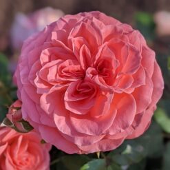 Rosa - Schachenborg
